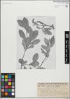 Foto von Salix glabra Scop. x Salix nigricans Sm.